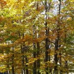 Arboretum kroz godisnja doba